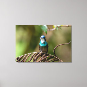 White-throated Mountain Gem in Costa Rica Canvas Print