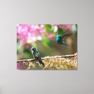 White-throated Mountain-gem in Costa Rica Canvas Print