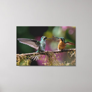White-throated Mountain Gems in Costa Rica Canvas Print