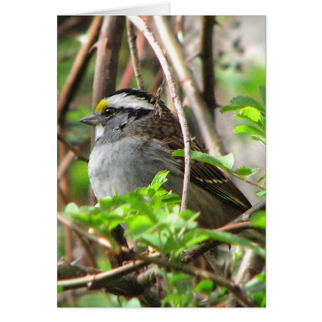White-throated Sparrow (Front)