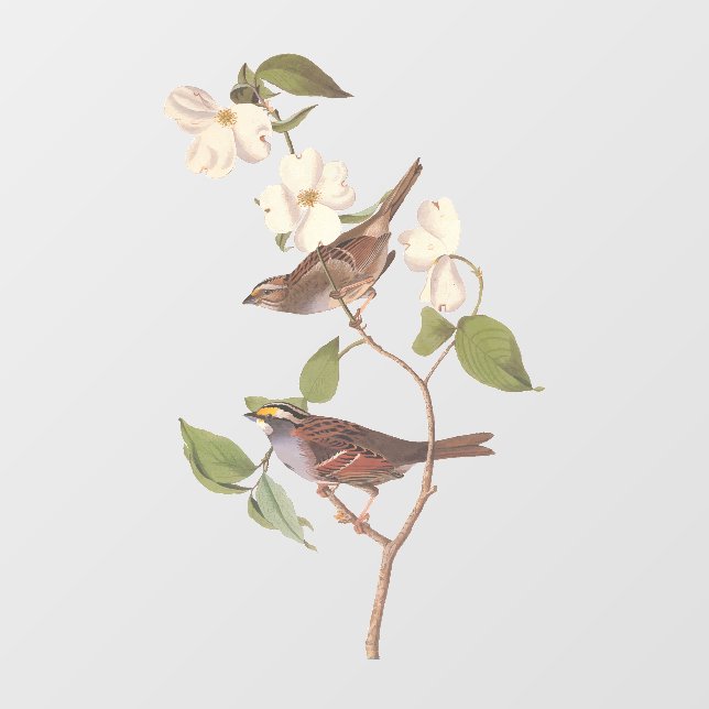 White Throated Sparrow Audubon Birds with Flowers  (Sheet)
