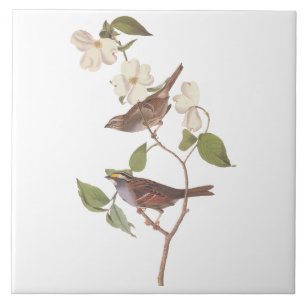 White Throated Sparrow Audubon Birds with Flowers Tile