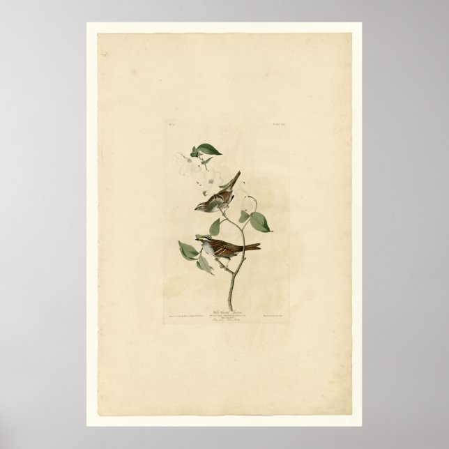 White Throated Sparrow_Audubon Poster (Front)