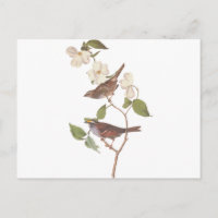 White Throated Sparrow Audubon Reproduction