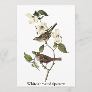 White-throated Sparrow - John Audubon Invitation