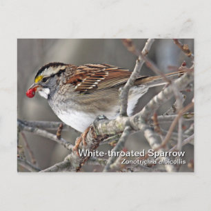 White-throated Sparrow Postcard