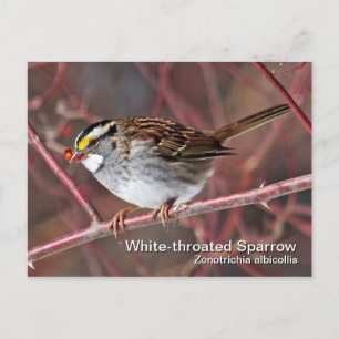 White-throated Sparrow Postcard