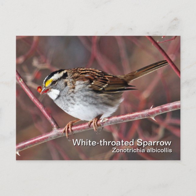 White-throated Sparrow Postcard (Front)