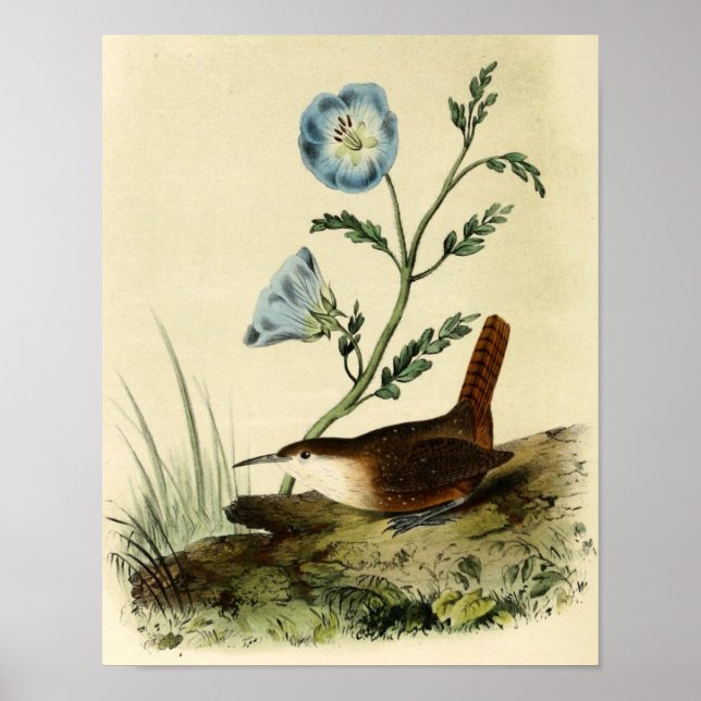 White Throated Wren Poster (Front)