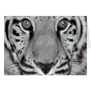 White Tiger