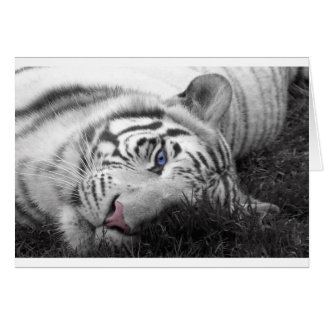 White tiger