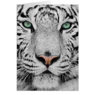 White Tiger