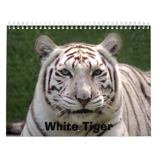 White Tiger 3949e, White Tiger Calendar (Cover)