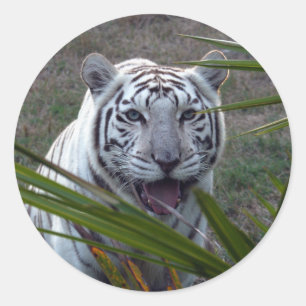 White Tiger_6170e Classic Round Sticker