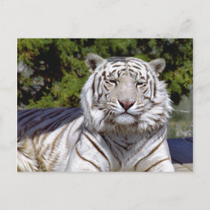 White Tiger 9 Postcard