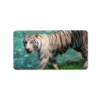 White tiger against blue water walking photograph label