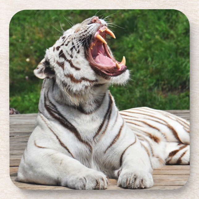 White Tiger, Bengal Tiger Coaster (Front)
