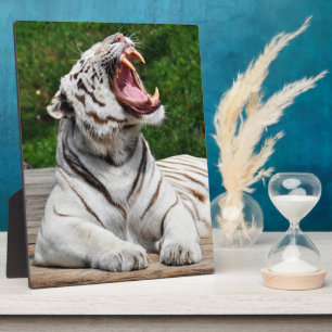 White Tiger, Bengal Tiger Photo Plaque