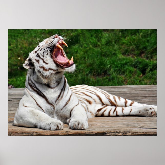 White Tiger, Bengal Tiger Poster (Front)