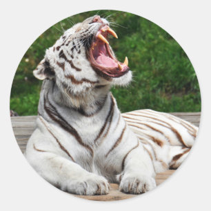 White Tiger, Bengal Tiger Sticker