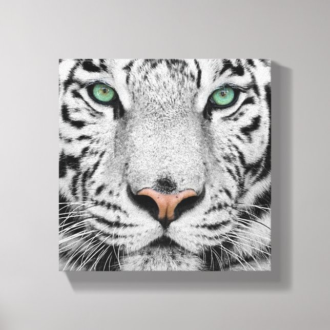 White Tiger Canvas Print (Front)