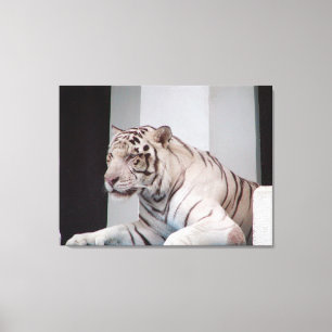 White Tiger Canvas Print