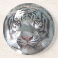 White Tiger Close Up