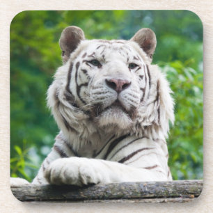 White Tiger coasters