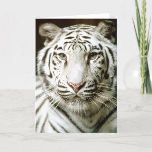 White tiger colour photograph greeting card