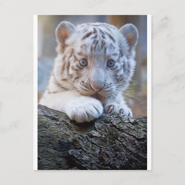 White Tiger Cub Is Paw Licking Good Postcard (Front)