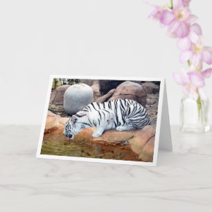 White Tiger Drinking Water Card