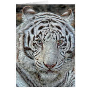 White Tiger Ears Back Close Up Card
