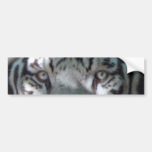 White Tiger Eyes Bumper Sticker (Front)