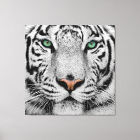 WHITE TIGER FACE CLOSE-UP