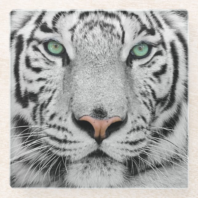 White Tiger Glass Coaster (Front)