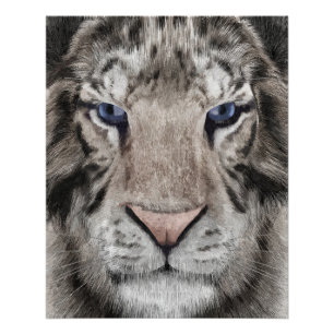 White Tiger Head  Poster