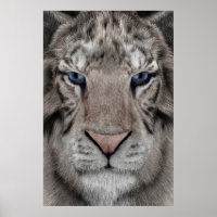 White Tiger Head Wildlife Aesthetic