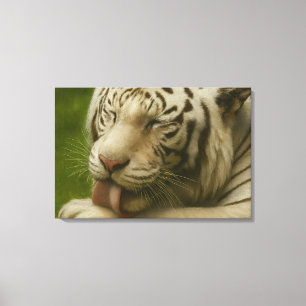 White Tiger in Private Grooming Ritual Canvas Print
