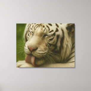 White Tiger in Private Grooming Ritual Canvas Print