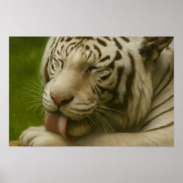 White Tiger in Private Grooming Ritual Poster (Front)