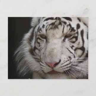 White Tiger Invitation