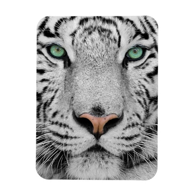White Tiger Magnet (Vertical)