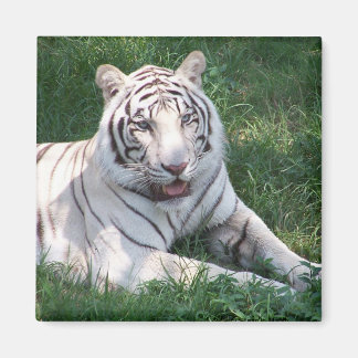 White tiger on green grass vertical frame picture magnet