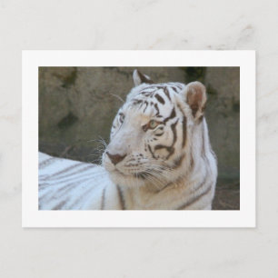 White Tiger Photo Postcard
