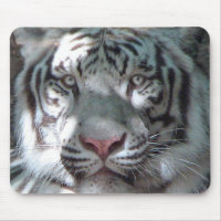 White Tiger Portrait