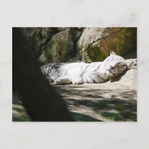 White Tiger Post Card