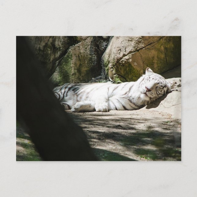 White Tiger Post Card (Front)