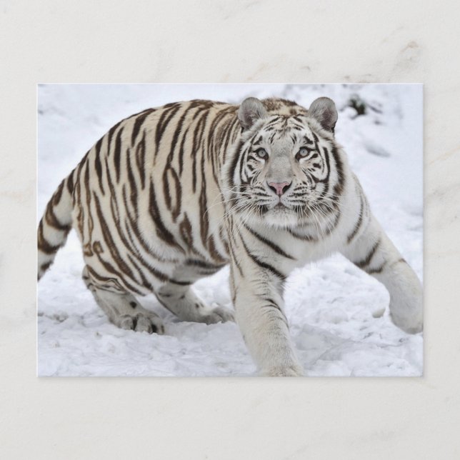 White Tiger Postcard (Front)