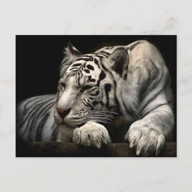 White Tiger Postcard (Front)