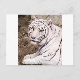 White Tiger Postcard